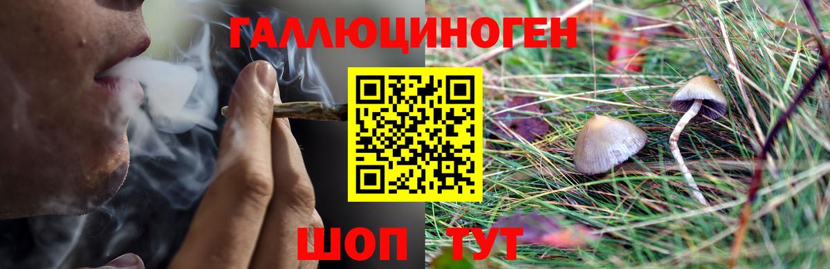 Галлюциногенные грибы Psilocybe Орск